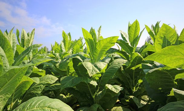 Plantación de tabaco en Polonia
  - Foto, imagen