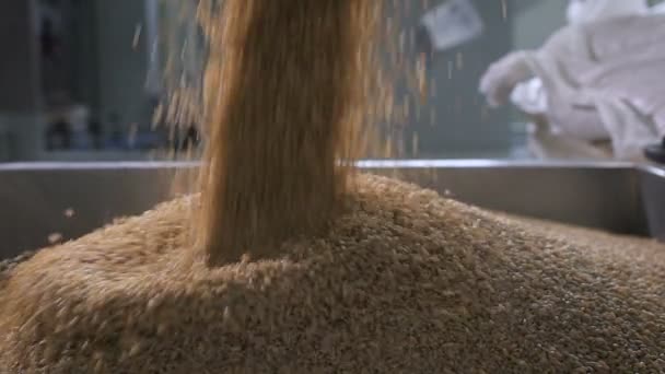 At the factory for sorting and packaging of cereals and grains. Worker pours into a special tank buckwheat, for further processing. - Felvétel, videó