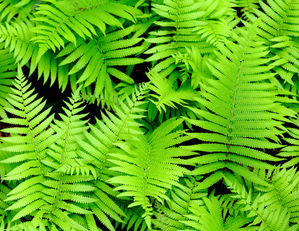 Νωπά πράσινα φύλλα - Φωτογραφία, εικόνα