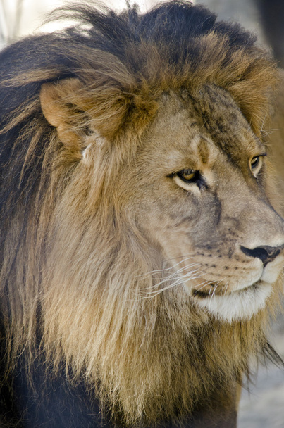 leeuwenkoning van jungle - Foto, afbeelding