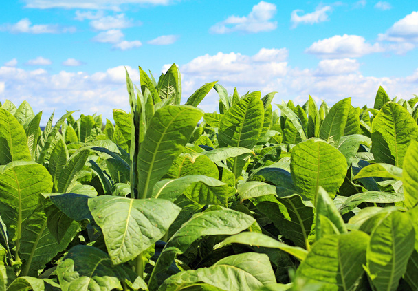 tabak plantage in Polen  - Foto, afbeelding