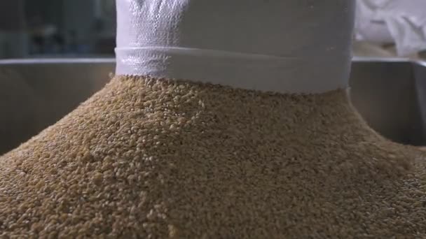 En la fábrica de clasificación y envasado de cereales y granos. Trabajador vierte en un tanque especial de trigo sarraceno, para su posterior procesamiento
. - Imágenes, Vídeo