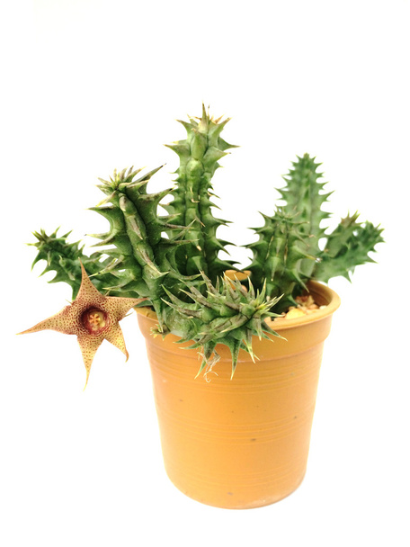Een pot van cactus geïsoleerd op witte achtergrond - Foto, afbeelding