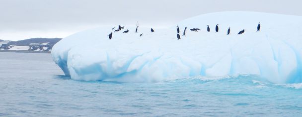 iceberg flotando en antártida con pingüinos
 - Foto, imagen