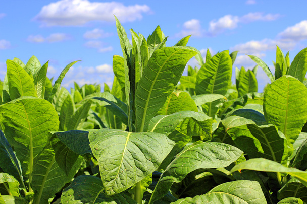 Plantação de tabaco em Polonia
  - Foto, Imagem