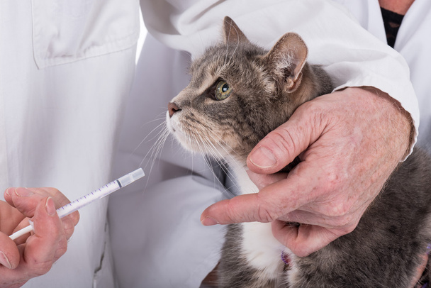 Kedi veteriner Kliniği - Fotoğraf, Görsel