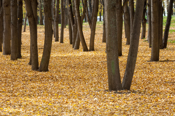 公園、リンデンの木ドロップ葉黄色の秋 - 写真・画像