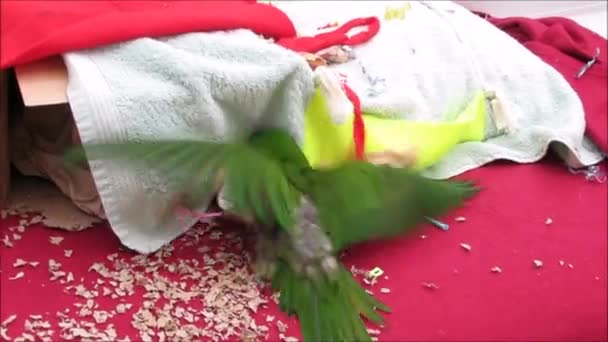 Groene papegaai spelen met speelgoed - Video