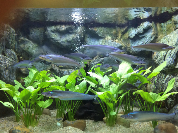 Poissons dans l'aquarium
 - Photo, image