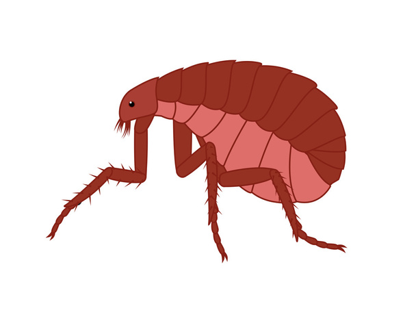Strašidelný hmyz Floh vektor - Vektor, obrázek