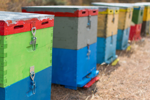 Řada barevných Bee Hives se stromy v pozadí. Včelích úlů vedle borového lesa v létě. Dřevěné medu včelstva na louce. Selektivní fokus. - Fotografie, Obrázek