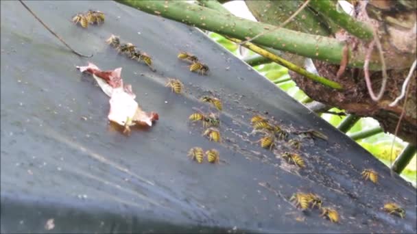 庭の小屋の屋根の上餌のハチ - 映像、動画