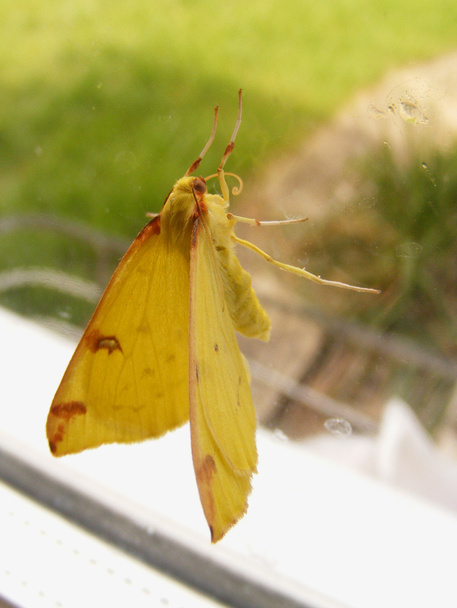 žlutý motýl - Fotografie, Obrázek