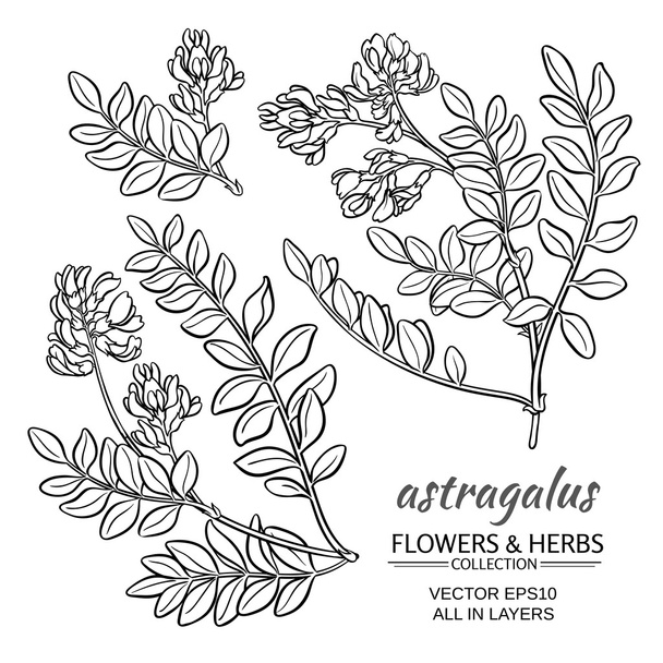 astragalus vector set - ベクター画像