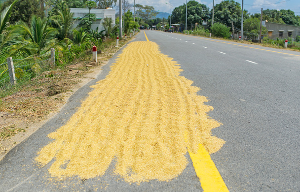 El secado de la nueva cosecha de arroz en la calzada una carretera
 - Foto, imagen