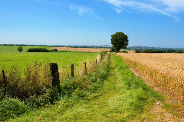 Шлях через пшеничне поле і дерево
 - Фото, зображення