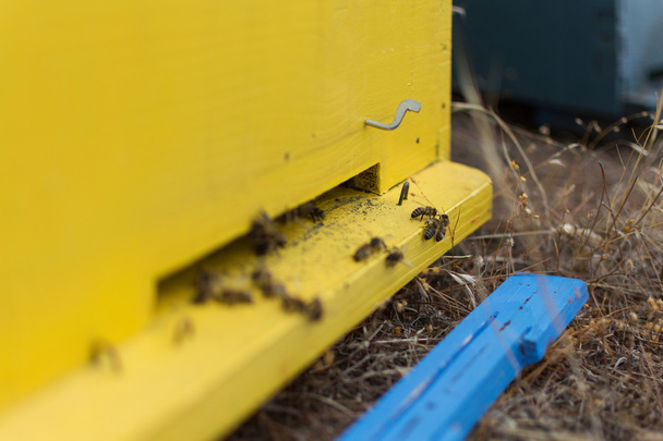 Miel de abejas pululando y volando alrededor de su colmena. Enfoque selectivo. Abejas entrando y saliendo de su colmena amarilla. Colmena de abejas de madera de cerca
.  - Foto, Imagen