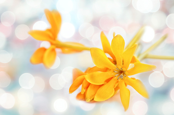 Flores doradas de gardenia con luz bokeh borrosa en tono cálido
 - Foto, imagen