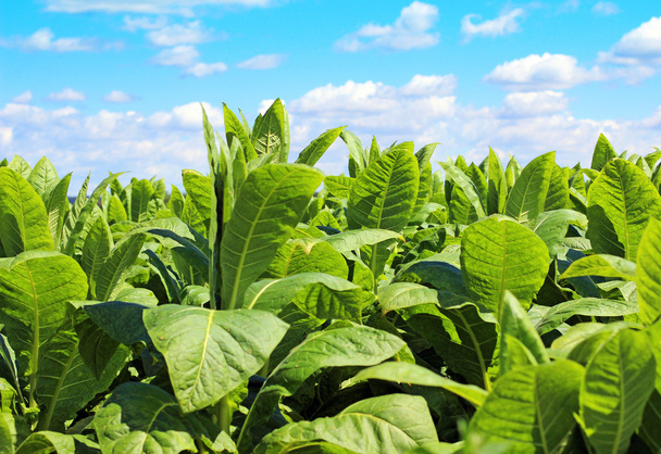 tabákového plantáž v Polsku  - Fotografie, Obrázek