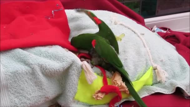 Papagaio verde brincando com brinquedos
 - Filmagem, Vídeo