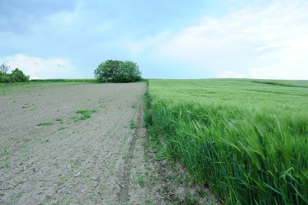Зеленое поле ячменя - Фото, изображение