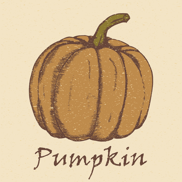 Hand drawn sketch pumpkin. - Vector, imagen