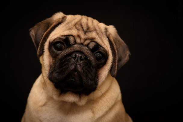 Portrait of a pug on a black background - Foto, afbeelding