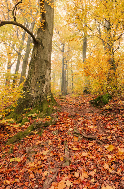 Φθινοπωρινό δάσος οξιάς, κάθετη εικόνα - Φωτογραφία, εικόνα