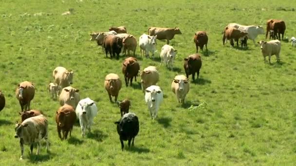 緑の草原で牛 - 映像、動画