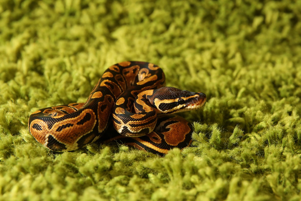 Python regius snake (royal or ball python) - Фото, изображение
