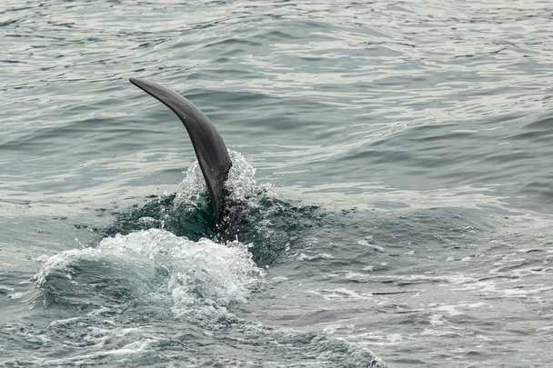 Killer Whale - Orcinus Orca Tyynellämerellä. Vesialue Kamchatkan niemimaan lähellä. - Valokuva, kuva