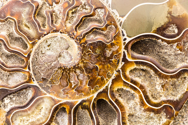 Spirale Ammoniten fossile Nahaufnahme Hintergrund - Foto, Bild