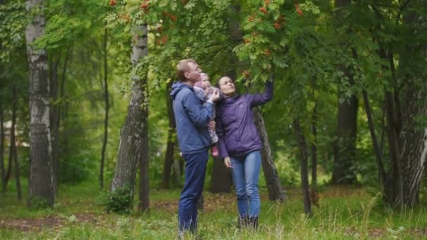 Ευτυχισμένη οικογένεια: ο πατέρας, μητέρα και παιδί - κοριτσάκι στο πάρκο φθινόπωρο: μπαμπάς, μαμά και μωρό ποζάρει γύρω από Rowan, αγγίξτε τα μούρα - Πλάνα, βίντεο