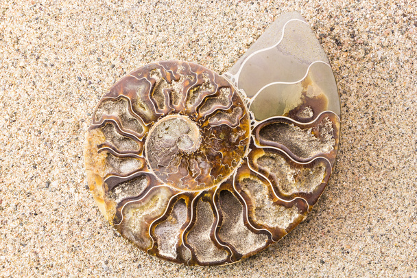 Kierre Ammonite fossiili hiekka lähikuva tausta
 - Valokuva, kuva