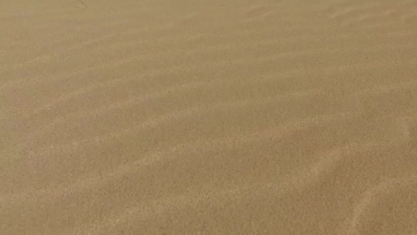 Sivatagi homokdűnék, homok szemek, a Corralejo természeti Park. Fuerteventura. Kanári-szigetek - Felvétel, videó
