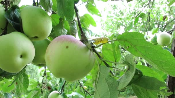 Green apples on the branch. - Video