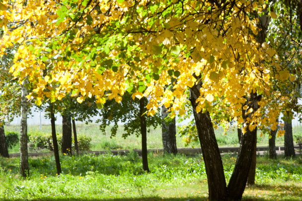 ぼかし (ガウス)。公園、リンデンの木ドロップ葉黄色の秋 - 写真・画像