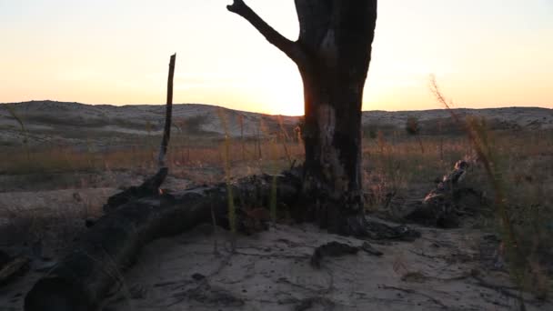Égett fa a sivatagban, a naplemente - Felvétel, videó