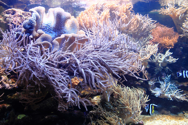 Korallen Meer Hintergrund - Foto, Bild