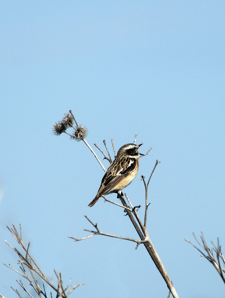pássaro cantando - Foto, Imagem