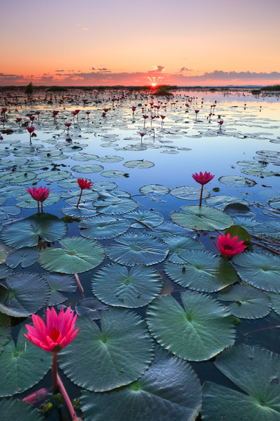 Das Meer aus rotem Lotus, Lake Nong Harn, Udon Thani, Thailand - Foto, Bild