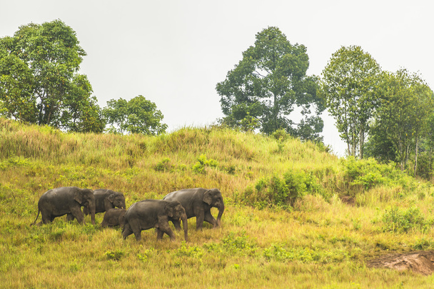 Tajlandia słoń jeść dużo ofert razem w porze deszczowej. - Zdjęcie, obraz