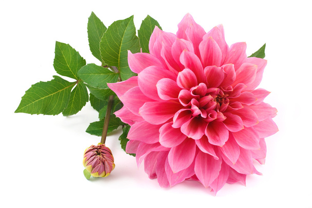 roze dahlia geïsoleerd op witte achtergrond - Foto, afbeelding