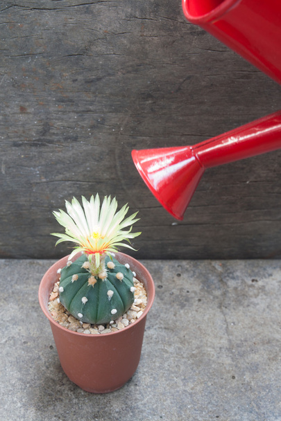 Cactus con flor en flor y regadera roja
 - Foto, Imagen