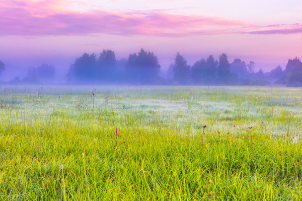 Живий ландшафт з туманного лука у Польщі - Фото, зображення