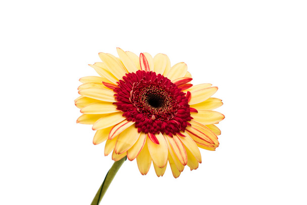 κίτρινο κόκκινο λευκό λουλούδι  - Φωτογραφία, εικόνα