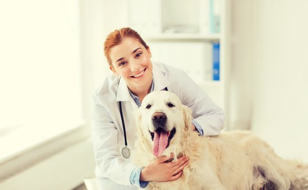 happy doctor with retriever dog at vet clinic - Foto, immagini