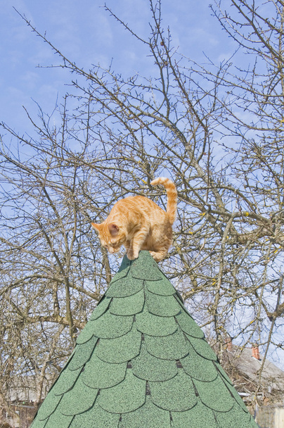 Kedi - Fotoğraf, Görsel