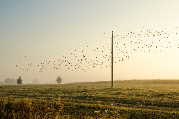 много птиц, летающих и сидящих на линии электропередач, природа в тумане и солнце
 - Фото, изображение