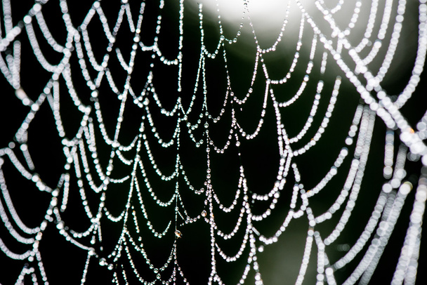 beautiful cobwebs in autumn - Photo, Image